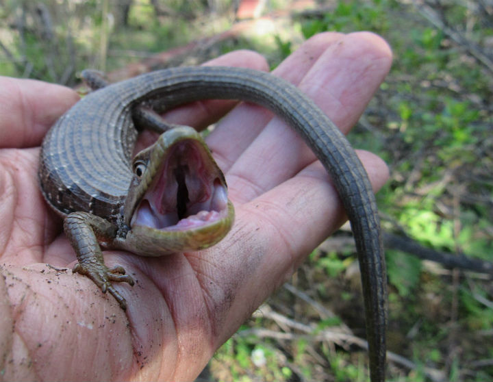 Southern Alligator Lizard